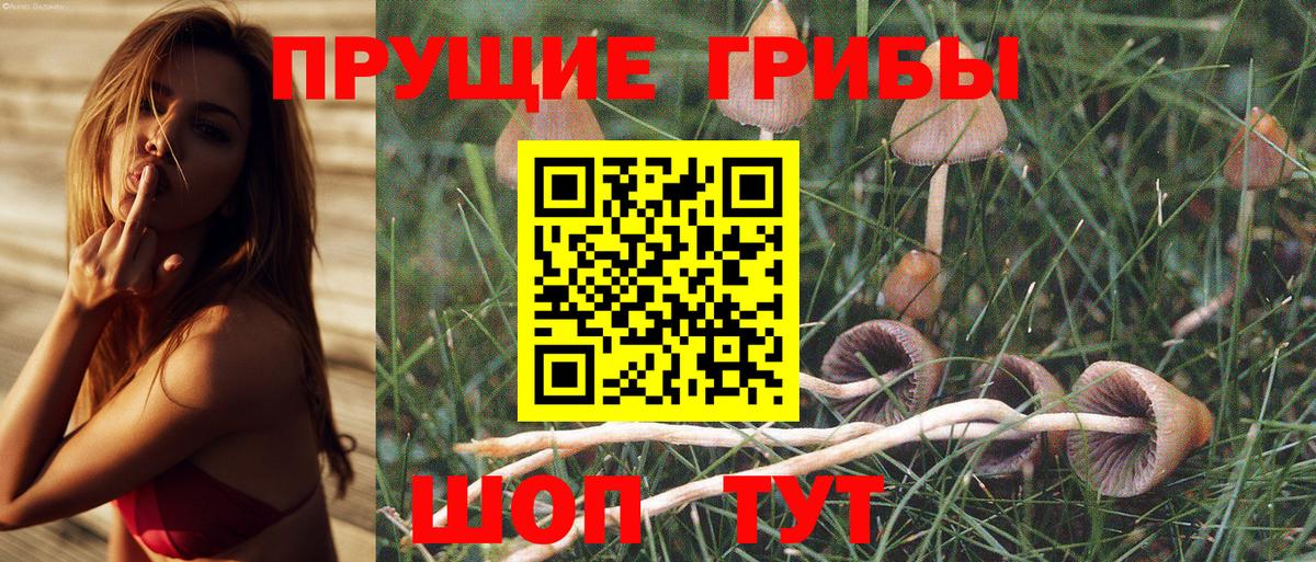 Славгород  Галлюциногенные грибы Psilocybe  Вход с VPN 